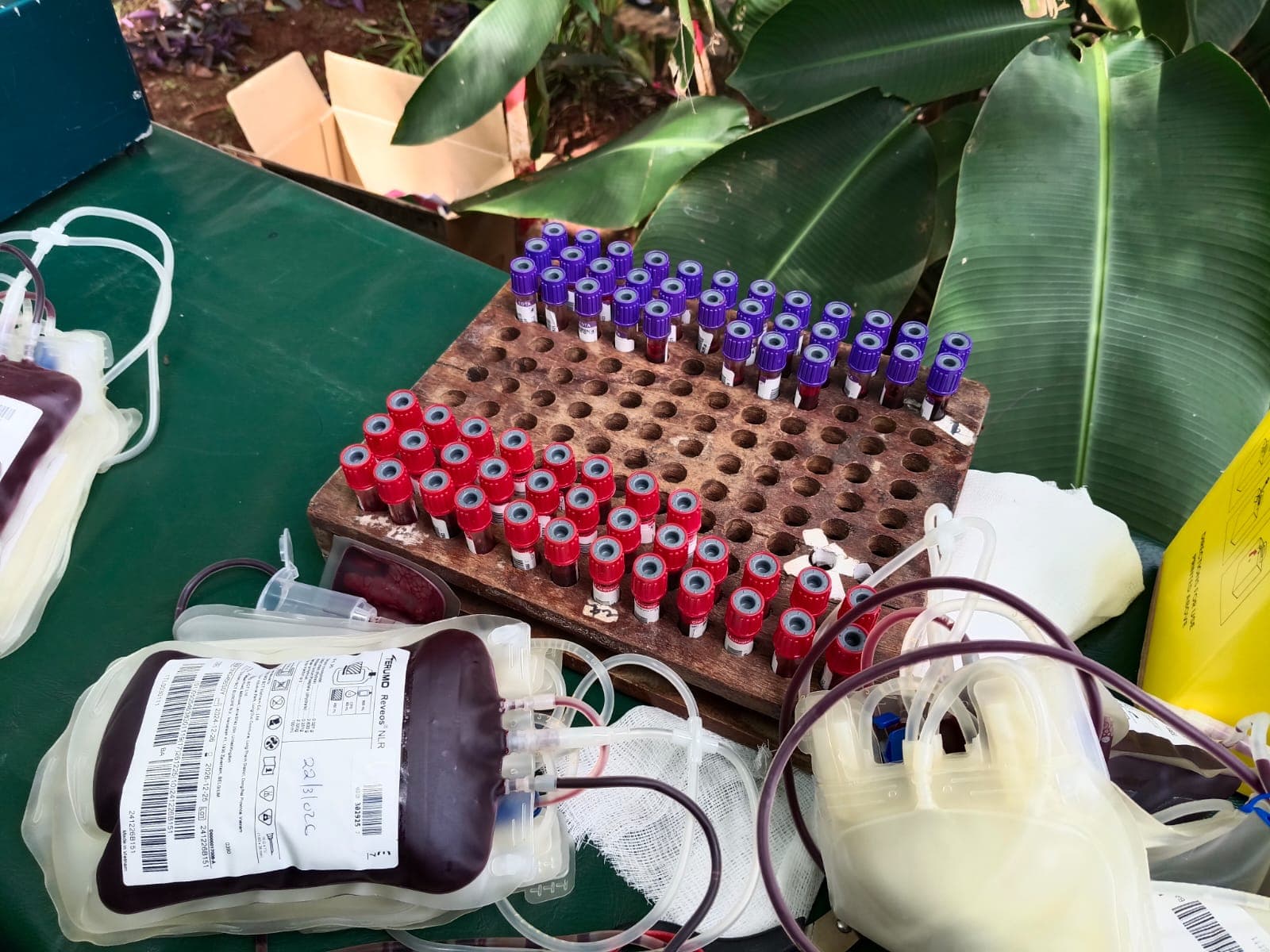 Blood samples collected